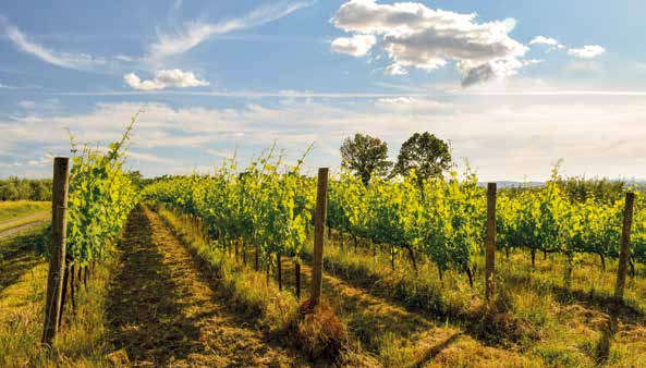 Vignes du Beaujolais